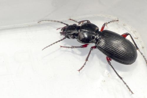 Pterostichus madidus